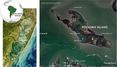 Salt marsh-atmosphere CO2 exchanges in Patos Lagoon Estuary, Southern Brazil